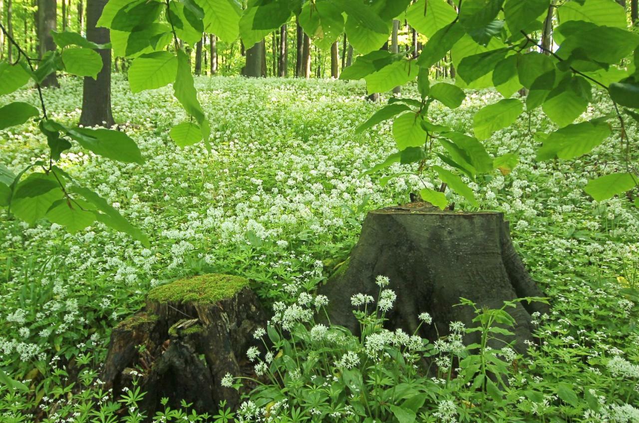 Hainich-Zeit Rodeberg Dış mekan fotoğraf